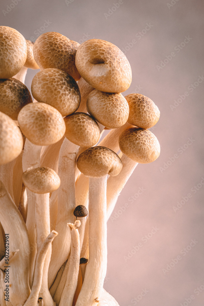 Raw shimeji mushroom for asian cuisine Raw shimeji mushroom for asian cuisine