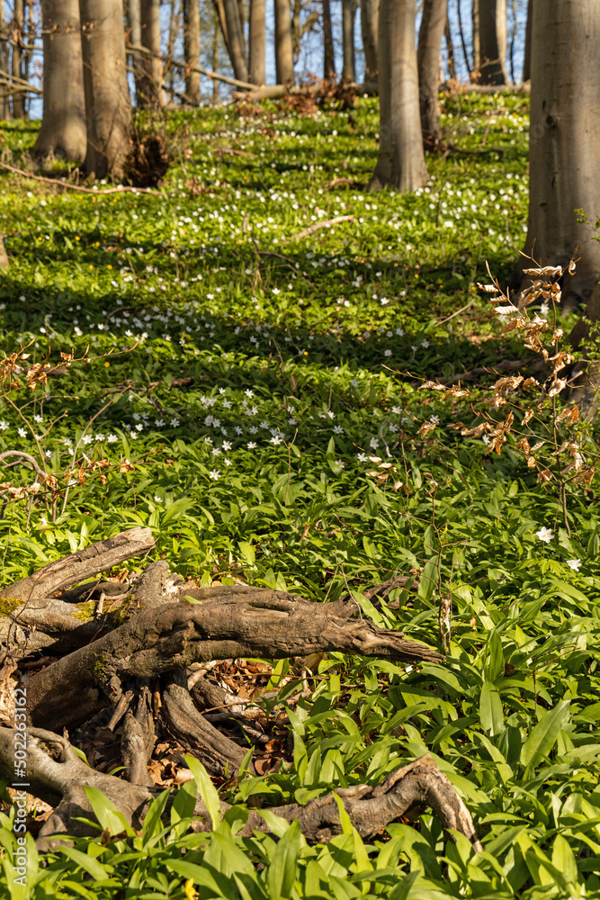 forest with ramson plants in spring forest with ramson plants in spring