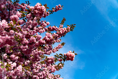  Tender bloom,  Spring season, Tenderness, Branch of sakura,  Sakura flowers, Sakura flowers on background close up, Floral backdrop