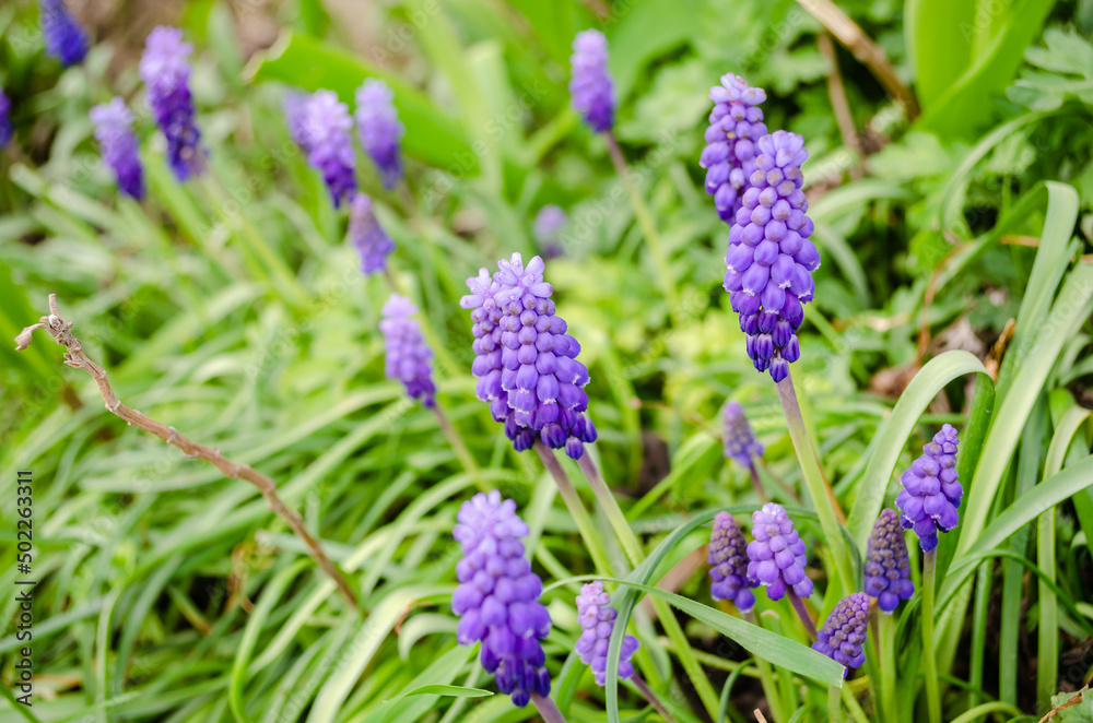 Muscari armeniacum or grape hyacinth Muscari armeniacum or grape hyacinth