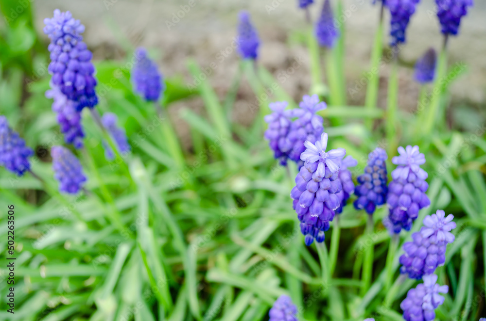 Muscari armeniacum or grape hyacinth Muscari armeniacum or grape hyacinth