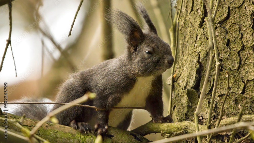 Skeptisch wüntendes Eichhörnchen sitzt auf einem Ast Skeptisch wüntendes Eichhörnchen sitzt auf einem Ast