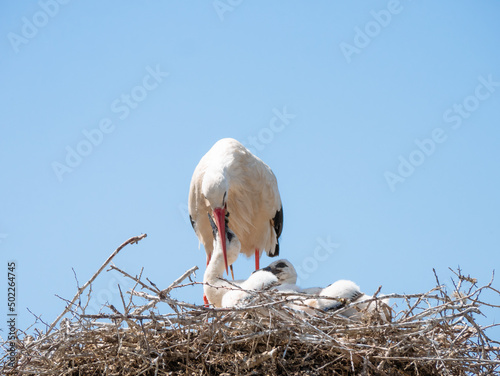 A young white stork (zygonino) inserts its beak into its parent's beak while it regurgitates food and its two siblings calmly wait their turn on top of a large nest photo