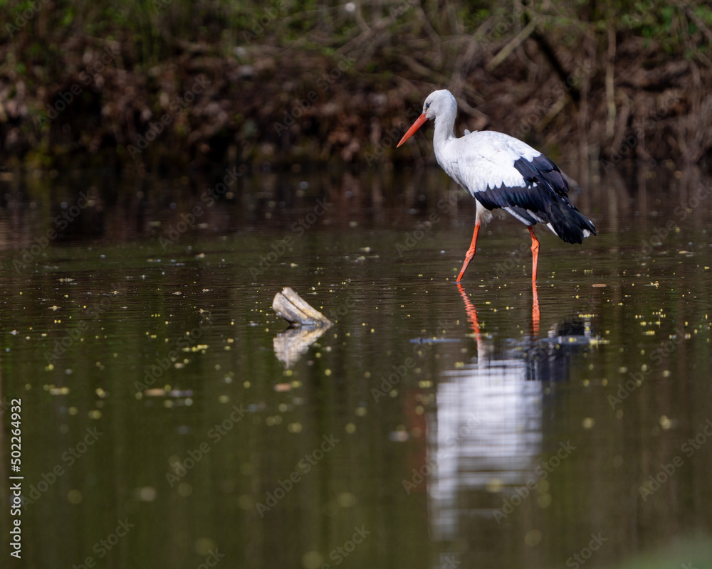 Fototapeta premium polish stork wades through shallow water