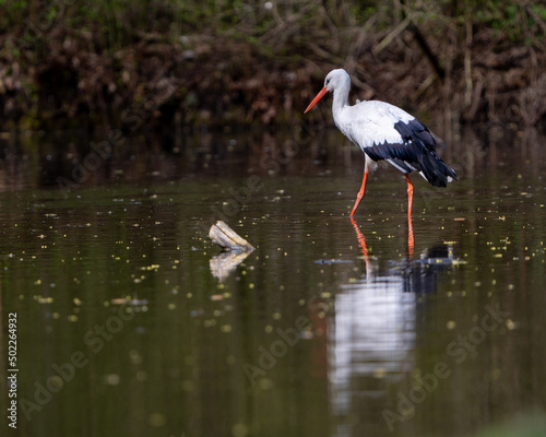 polish stork wades through shallow water