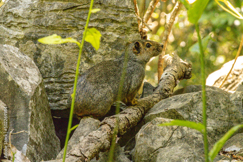 Mocó animal, scientific name Kerodon rupestris, in the city of Januaria, State of Minas Gerais, Brazil photo