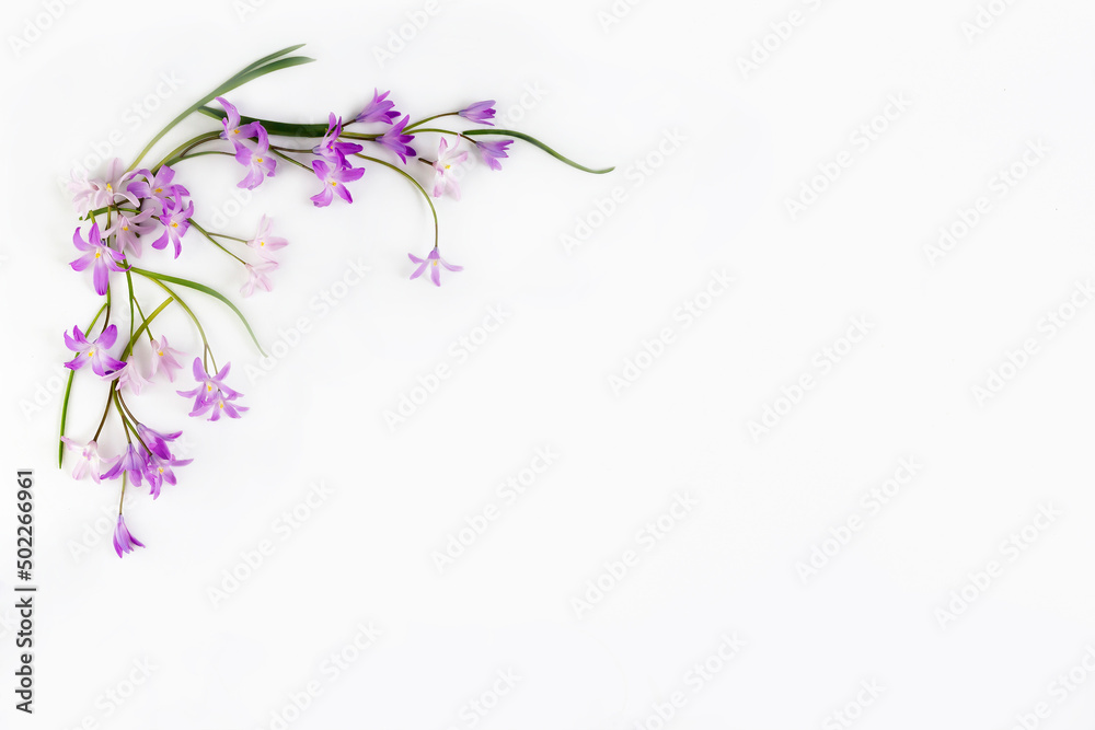 Fototapeta premium creative flatlay, a bouquet of delicate purple chionodox flowers, glory of the snow, a bouquet on a white background. High quality photo