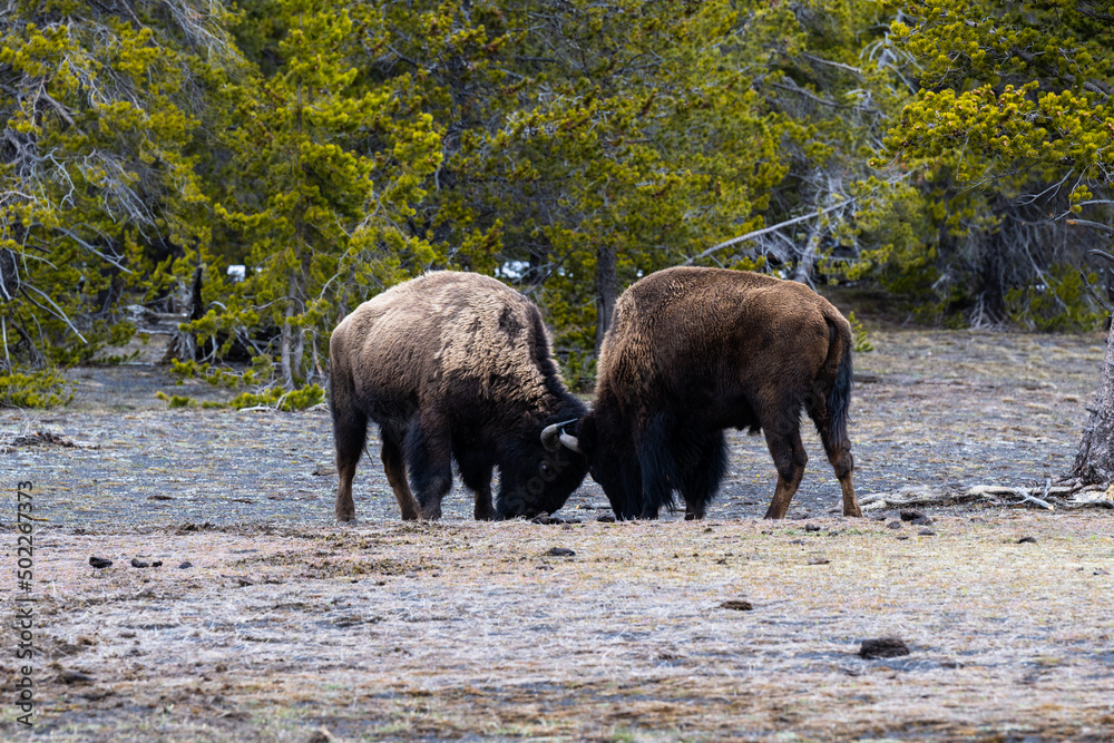 Head Butting Bison Head Butting Bison