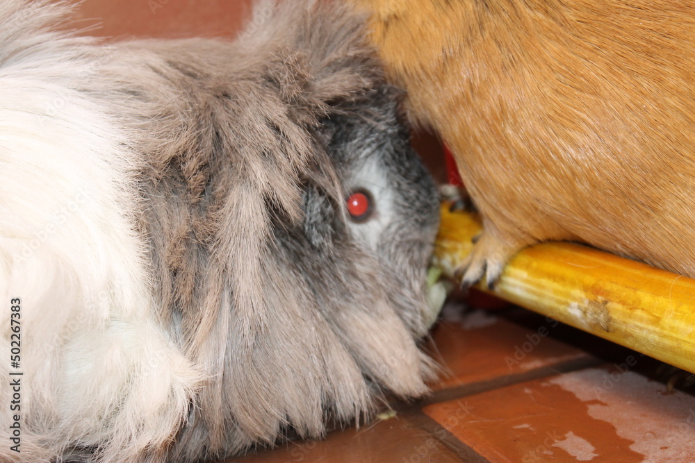 Obraz premium My Cats and Guinea Pigs