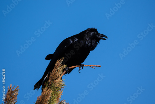 Crow On Tree