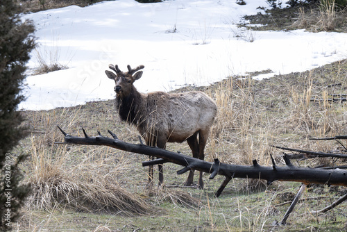 Elk Near Snow