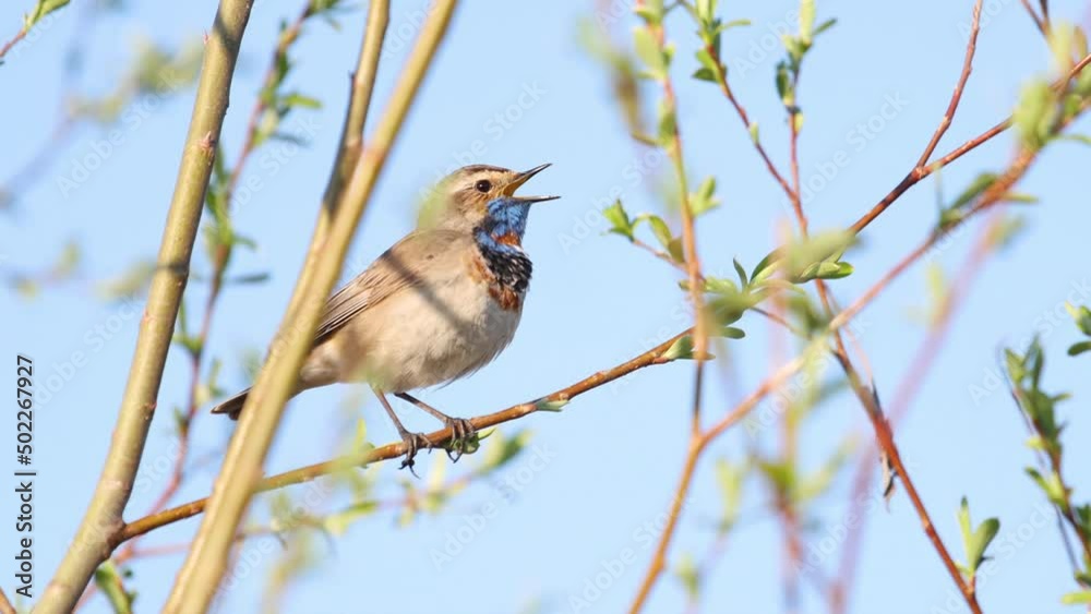 bird sings a beautiful song in spring bird sings a beautiful song in spring