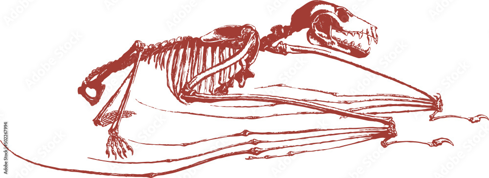 Squelette animal, vecteur pour conception graphique.  - obrazy, fototapety, plakaty 