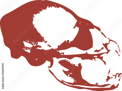 Squelette animal - crâne de Chauve souris pour design original, conception, T-Shirt ou autre graphique artistique. Vecteur sur fond transparent