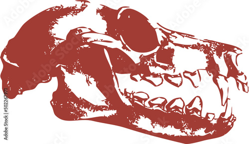 Squelette animal - crâne de Chauve souris pour design original, conception, T-Shirt ou autre graphique artistique. Vecteur sur fond transparent