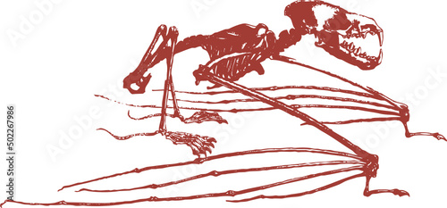 Squelette animal, vecteur pour conception graphique. 