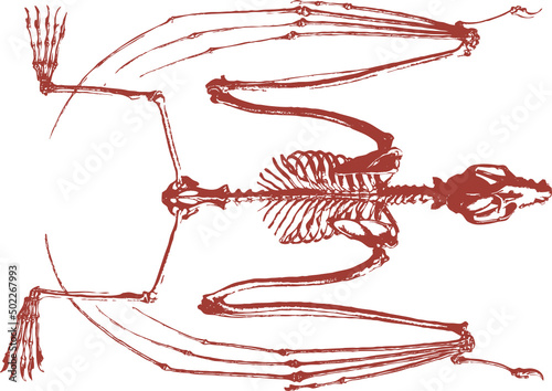 Squelette animal, vecteur pour conception graphique. 