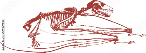 Squelette animal, vecteur pour conception graphique. 