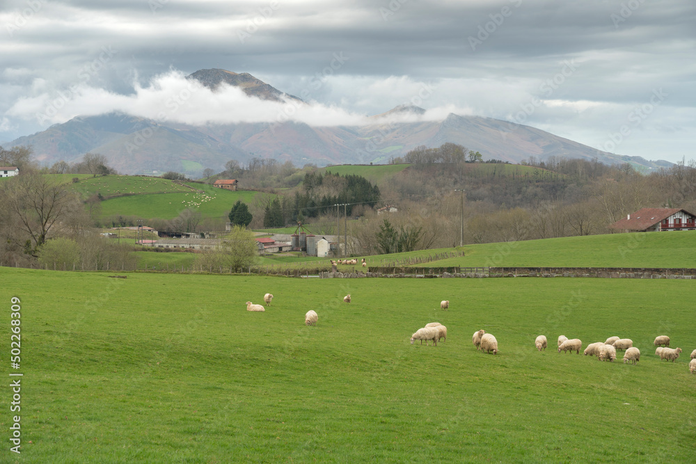 Rural landscape with sheep in Urdax Batzan valley Navarre Spain