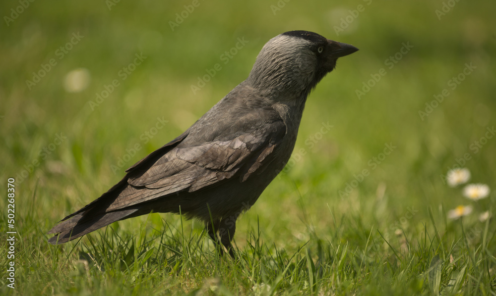 Obraz premium Jackdaw on the grass