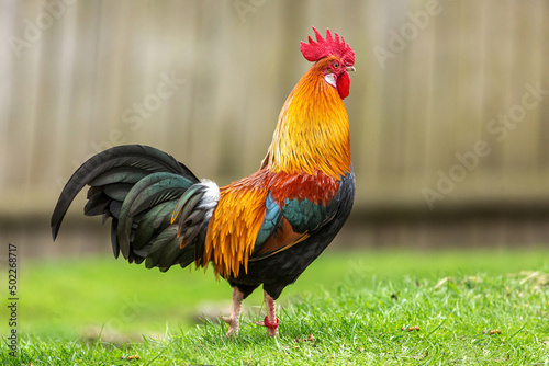 Obraz na płótnie Poultry keeping: Portrait of a pretty dwarf rooster in an enclosure outdoors w salonie
