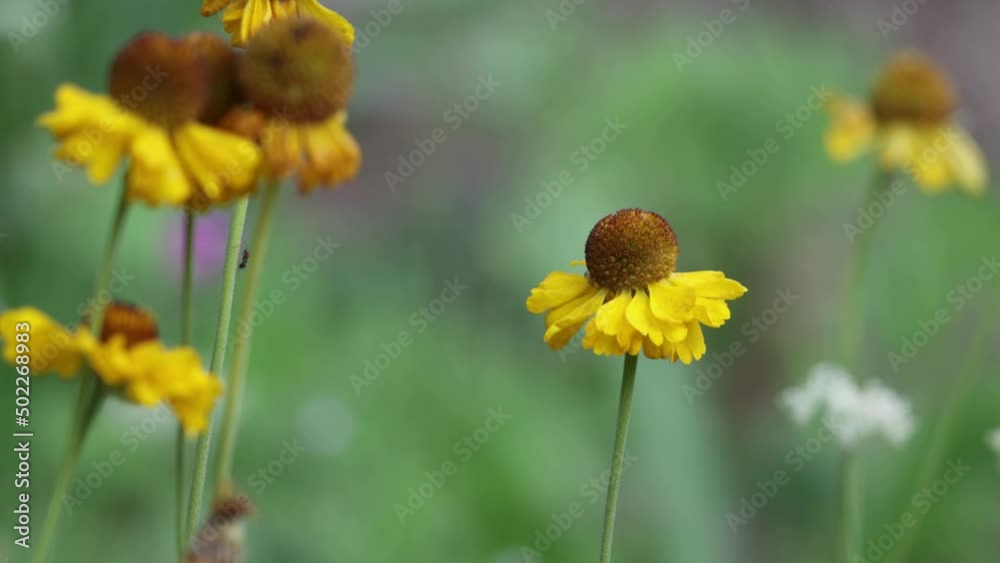 Yellow flowering racemose radiate head inflorescence of Helenium Bigelovii, Asteraceae, native perennial gynomonoecious semideciduous herb in the Carson Mountains, Sierra Nevada Ranges, Summer. Yellow flowering racemose radiate head inflorescence of Helenium Bigelovii, Asteraceae, native perennial gynomonoecious semideciduous herb in the Carson Mountains, Sierra Nevada Ranges, Summer.