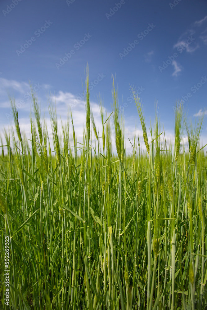 green growing wheat field with blue sky and cloud