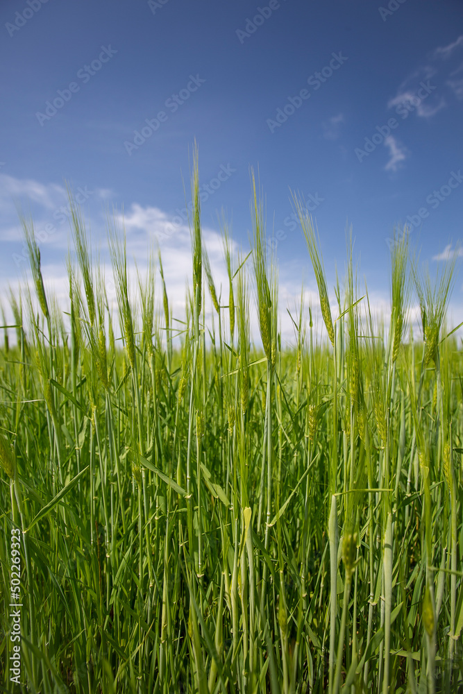green growing wheat field with blue sky and cloud green growing wheat field with blue sky and cloud
