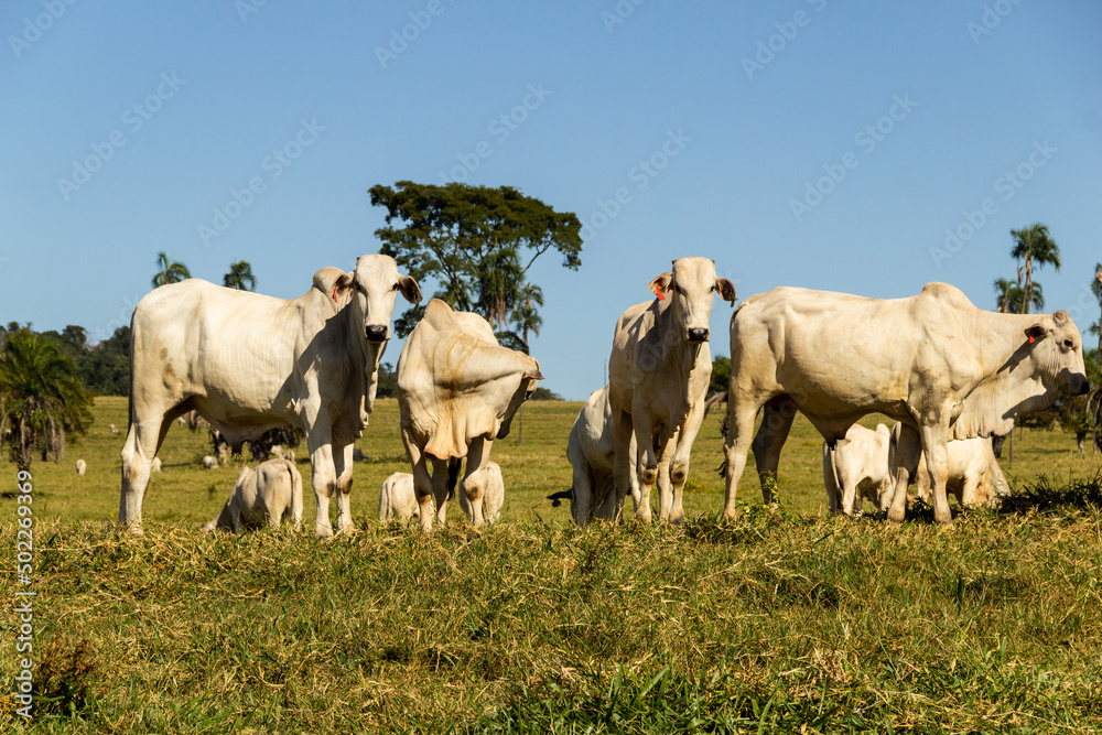 Paisagem de beira de estrada no Brasil com gado comendo grama verde em um dia com céu claro. Paisagem rural no interior do Brasil. Rodovia GO-060.