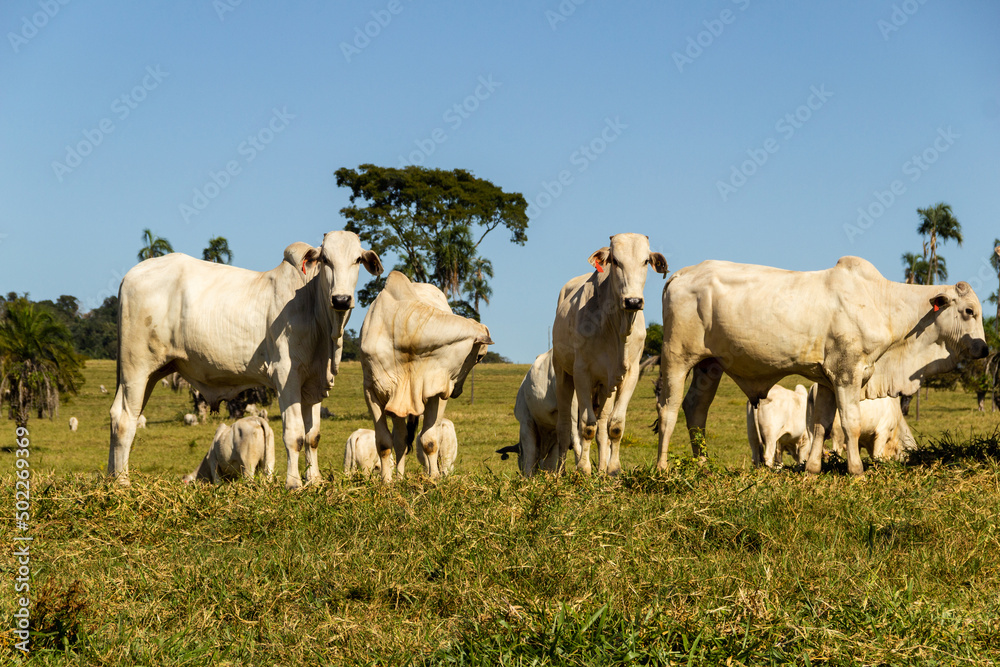 Paisagem de beira de estrada no Brasil com gado comendo grama verde em um dia com céu claro. Paisagem rural no interior do Brasil. Rodovia GO-060. Paisagem de beira de estrada no Brasil com gado comendo grama verde em um dia com céu claro. Paisagem rural no interior do Brasil. Rodovia GO-060.