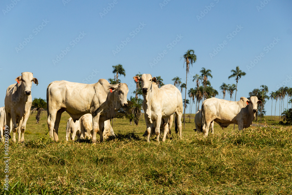 Paisagem de beira de estrada no Brasil com gado comendo grama verde em um dia com céu claro. Paisagem rural no interior do Brasil. Rodovia GO-060. Paisagem de beira de estrada no Brasil com gado comendo grama verde em um dia com céu claro. Paisagem rural no interior do Brasil. Rodovia GO-060.