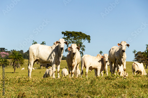 Fototapeta Naklejka Na Ścianę i Meble -  Paisagem de beira de estrada no Brasil com gado comendo grama verde em um dia com céu claro. Paisagem rural no interior do Brasil. Rodovia GO-060.