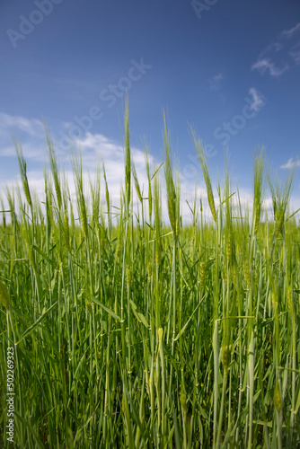 green growing wheat field with blue sky and cloud