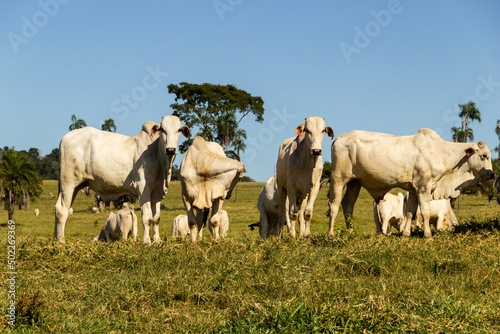 Paisagem de beira de estrada no Brasil com gado comendo grama verde em um dia com céu claro. Paisagem rural no interior do Brasil. Rodovia GO-060. © Angela