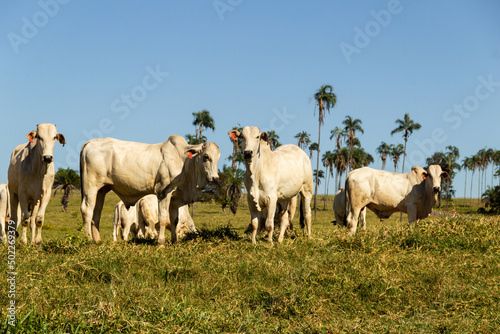 Paisagem de beira de estrada no Brasil com gado comendo grama verde em um dia com c  u claro. Paisagem rural no interior do Brasil. Rodovia GO-060.