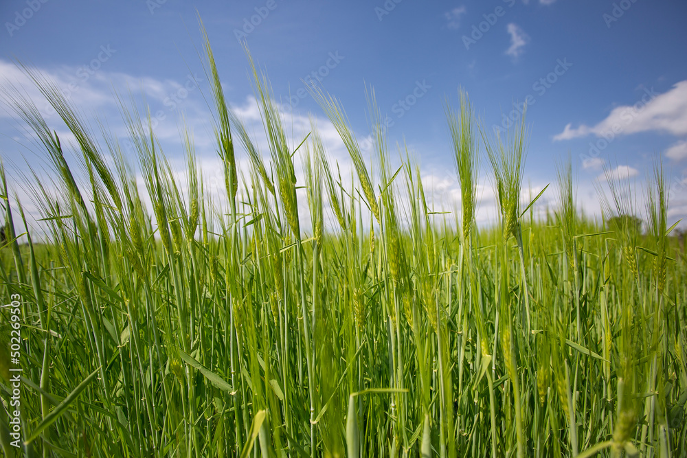 green growing wheat field with blue sky and cloud