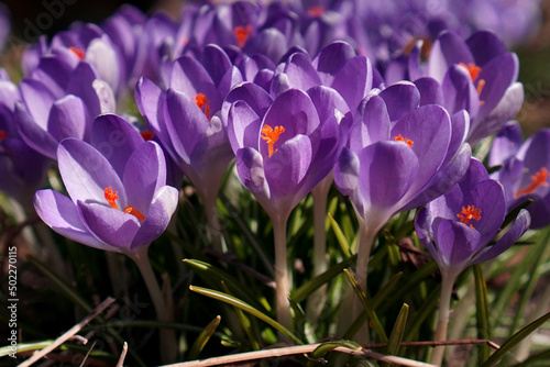 Lots of purple crocuses close-up. Selective focus. Background bright image.