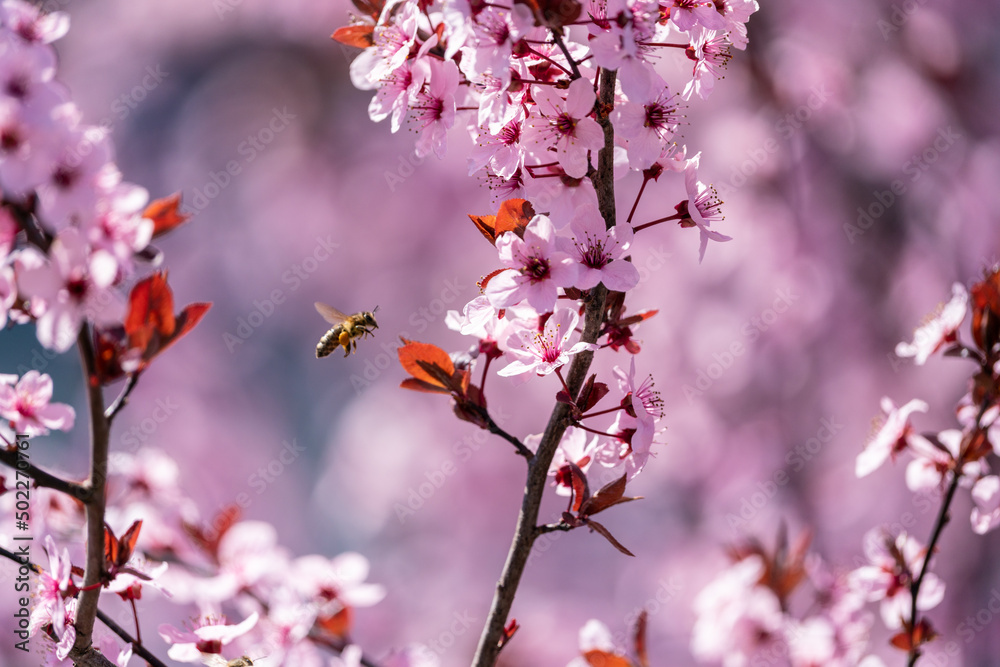 Obraz premium Blutpflaume