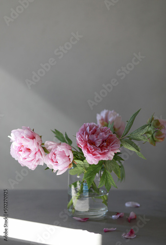Pastel pink peony flowers bouquet in a glass vase on gray background. 