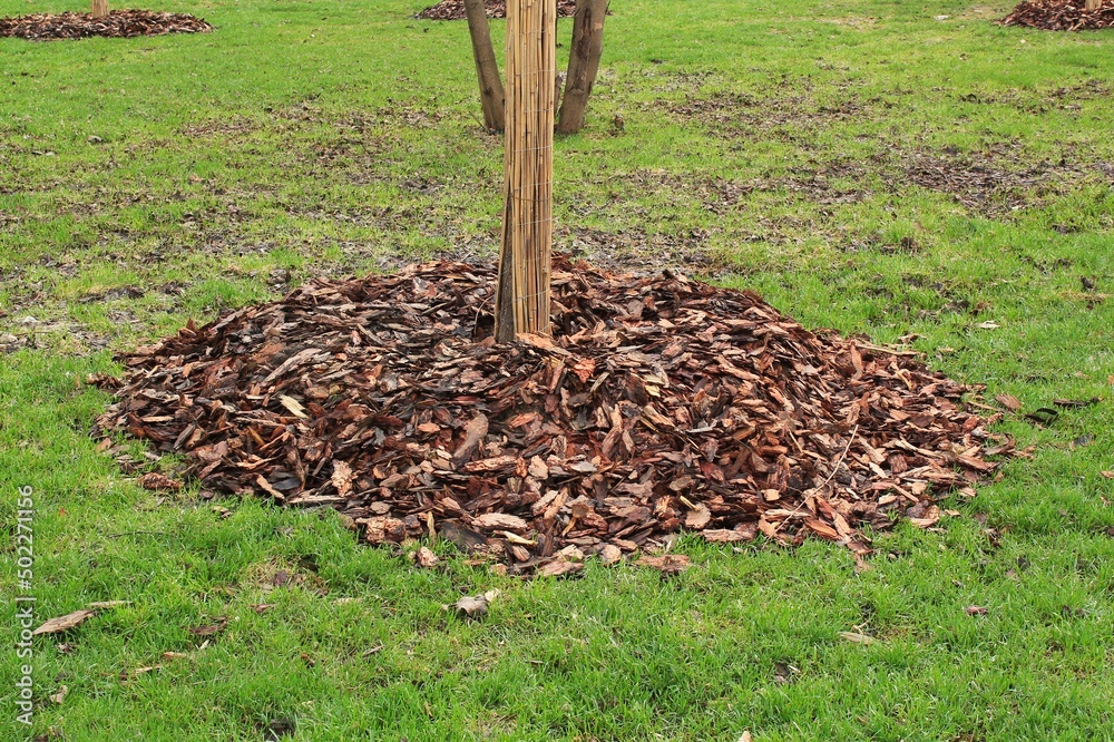 Fototapeta premium View of caring for newly planted trees on spring season in park. Planting shrubs. Improvement of urban space. Plant care. Garden arrangement