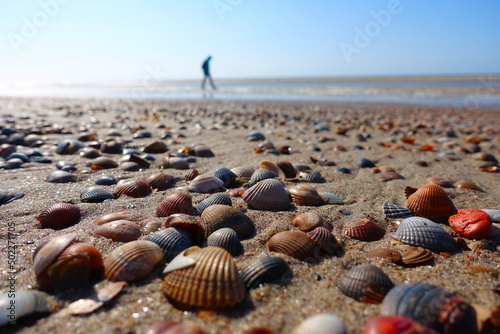 Many shells in the Netherlands