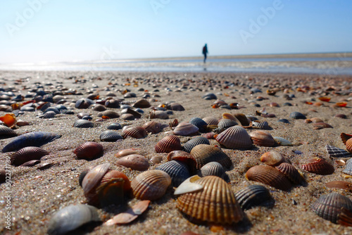 Many shells in the Netherlands photo