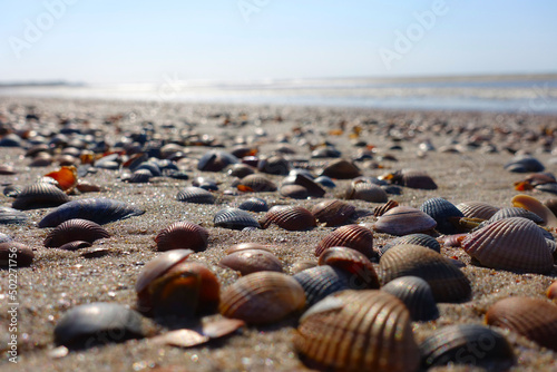 Many shells in the Netherlands