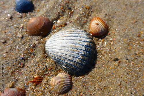 Many shells in the Netherlands