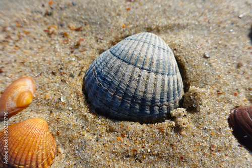 Many shells in the Netherlands