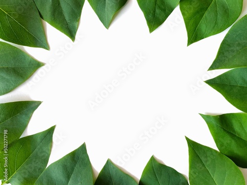 green leaves frame on white background. © Krathin