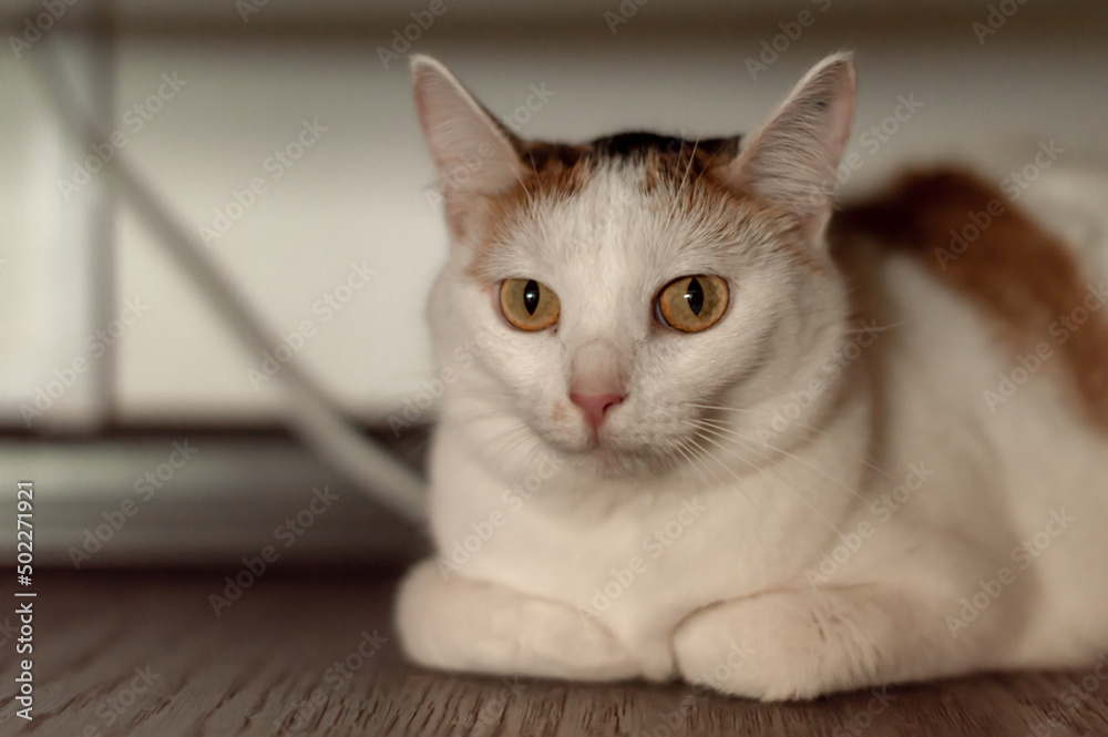  cute adorable cat with short hair sits in a pet collar. gentle fluffy cat looks at the camera, clothes and accessories for animals, a cat in a shelter. cat with yellow eyes