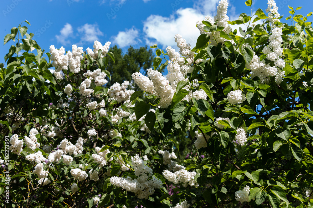 Bush of white lilac in the park against the blue sky. Spring concept. White lilac blooms beautifully in spring. Bush of white lilac in the park against the blue sky. Spring concept. White lilac blooms beautifully in spring.