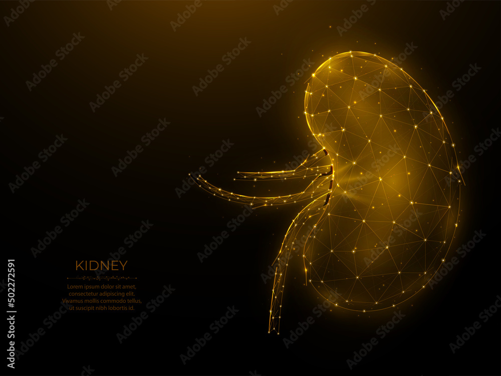 Polygonal vector illustration of human kidney on a dark background ...