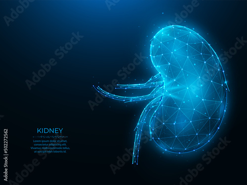 Polygonal vector illustration of human kidney on a dark blue background. Internal organ low poly design. Human excretory system concept. Urology or nephrology medical banner, template or background.